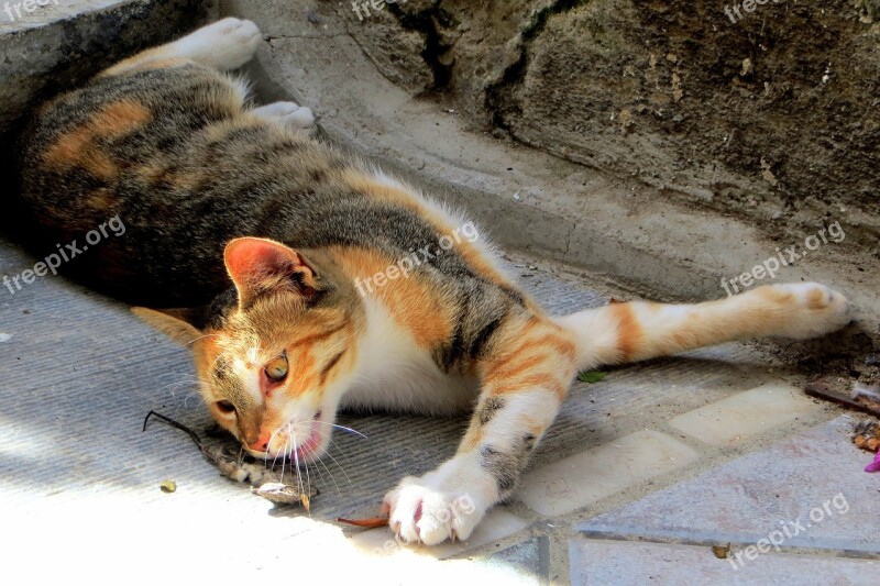 Cat And Mouse Dry Mieze Cat Velvet Paw Animal