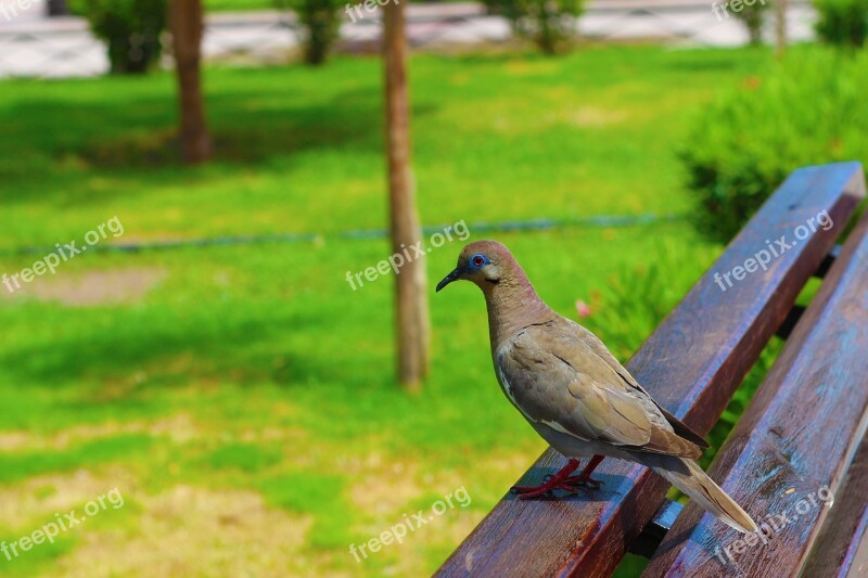 Nature Bird Squab Wings Ave