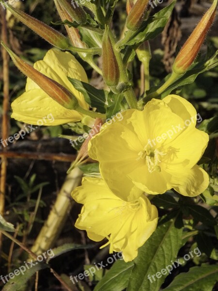 Oenothera Pink Evening Primrose Yellow Flower Flowers Oenothera Biennis