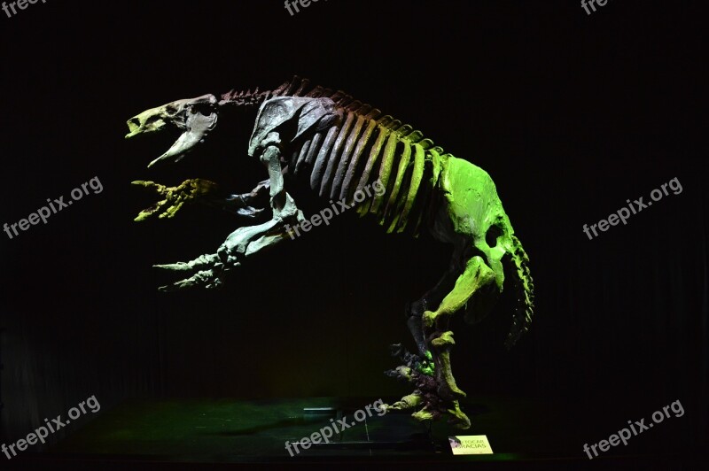 Dinosaur Replica Sample Technopolis Skeleton