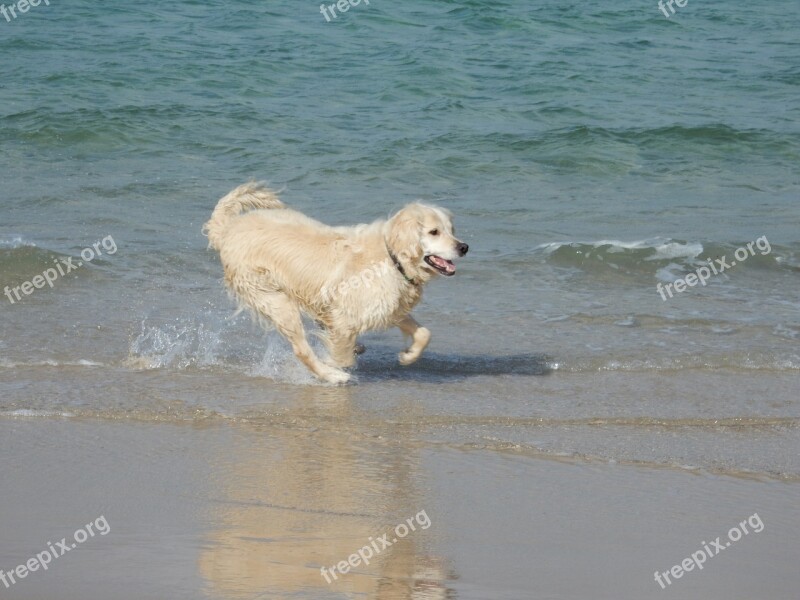 Dogs Beach Golden Retriever Sand Sea