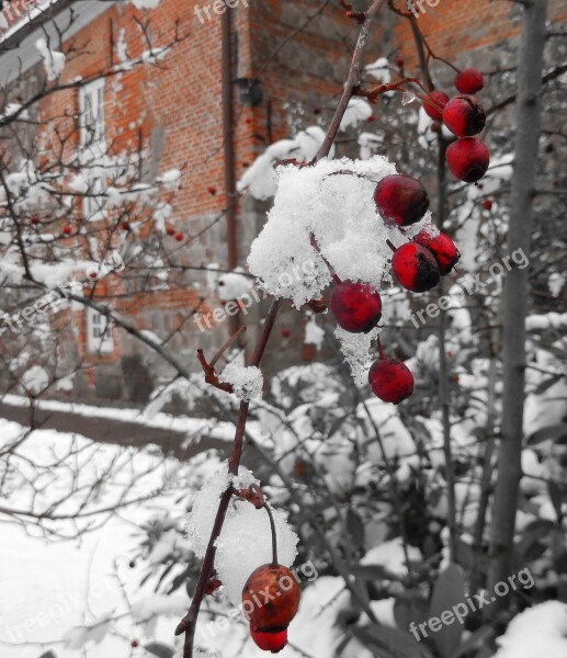 Winter Winter Magic Berry Red Eiskristalle Cold