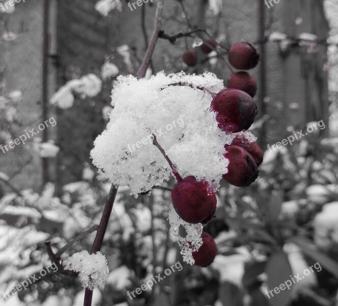 Winter Berries Snow Wintry Nature