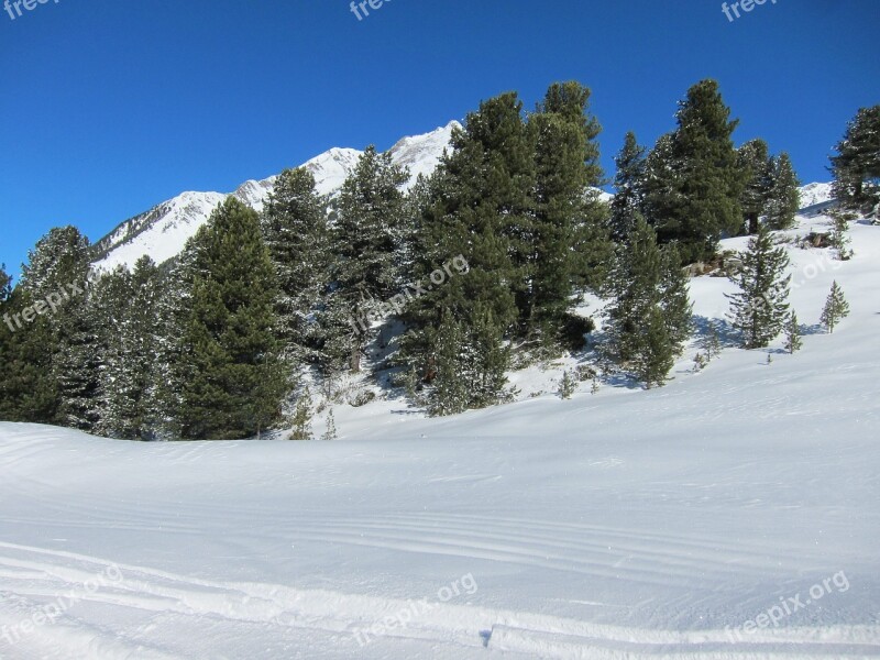 Winter Landscape Forest Snow Pine Conifer