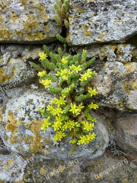 Wild Flower Drywall Yellow Nature Sedum