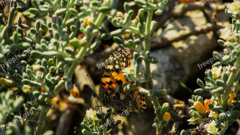 Butterfly Insect Spring Nature Cyprus