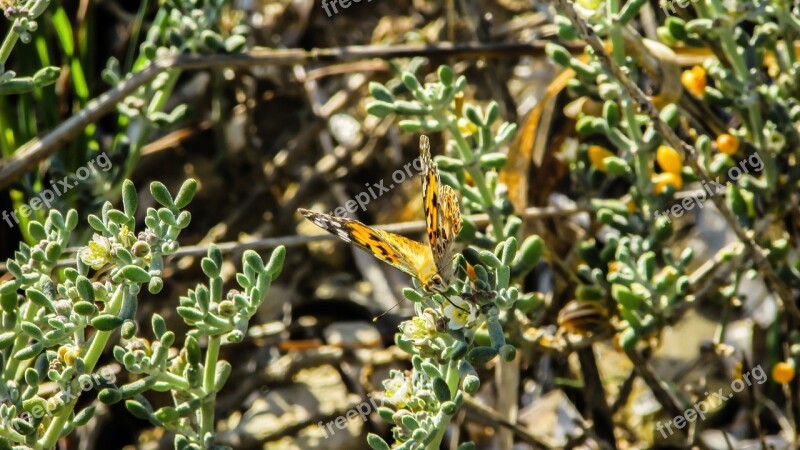 Butterfly Insect Spring Nature Cyprus