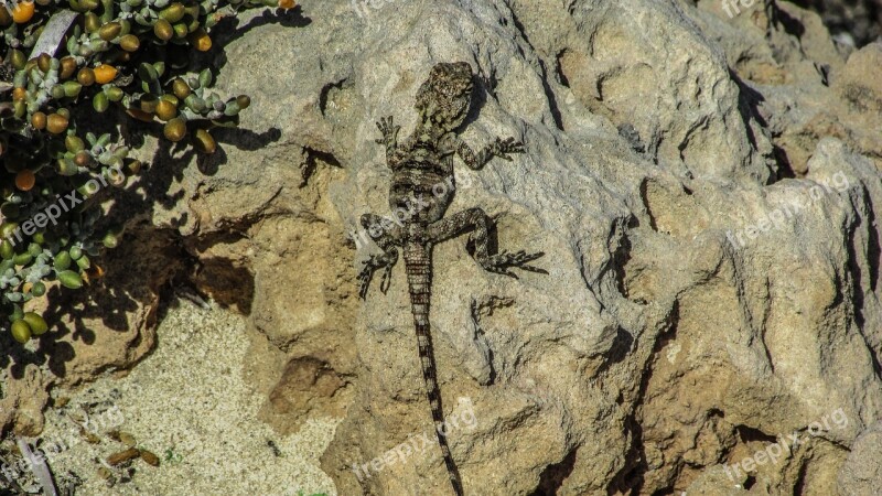 Cyprus Lizard Kurkutas Reptile Camouflage