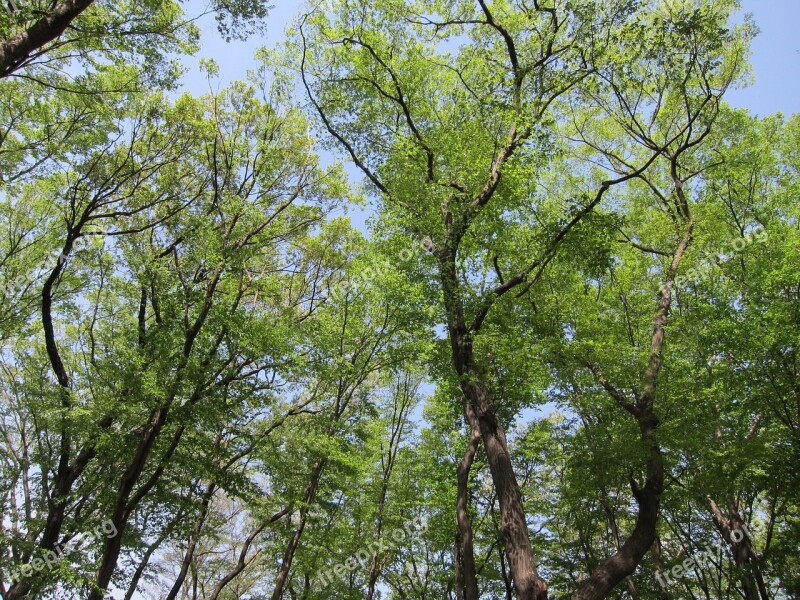 Forest Fresh Green Sunbeams Green Forest Free Photos