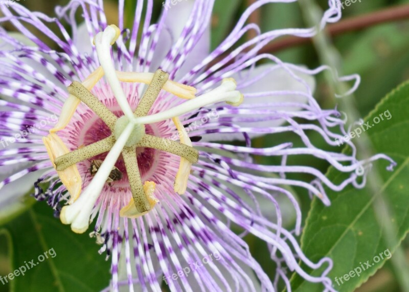 Passion Flower Flower Nature Bloom Stamen