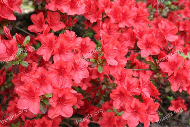 Flowers Red Spring Nature Plant