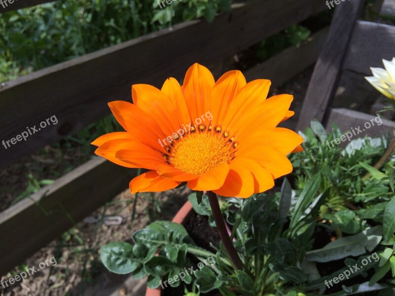 Gazania Orange Blossom Flower Garden Composites Summer Flower