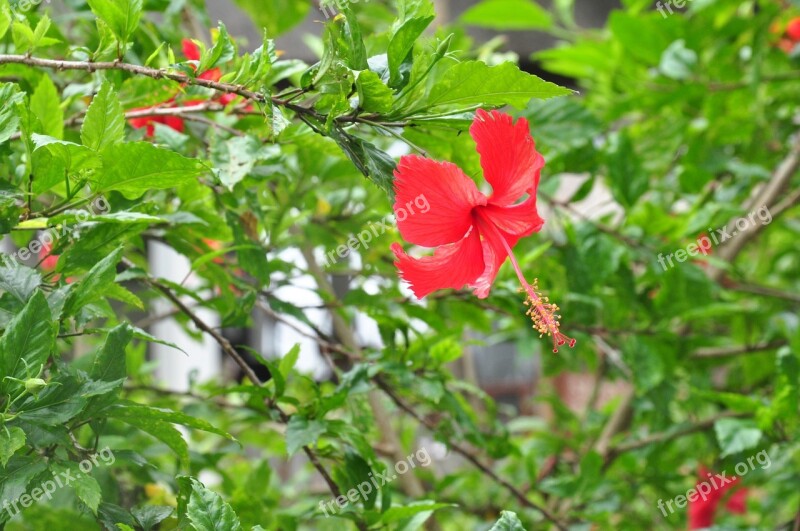 Flower Hibiscus Plant Petals Green