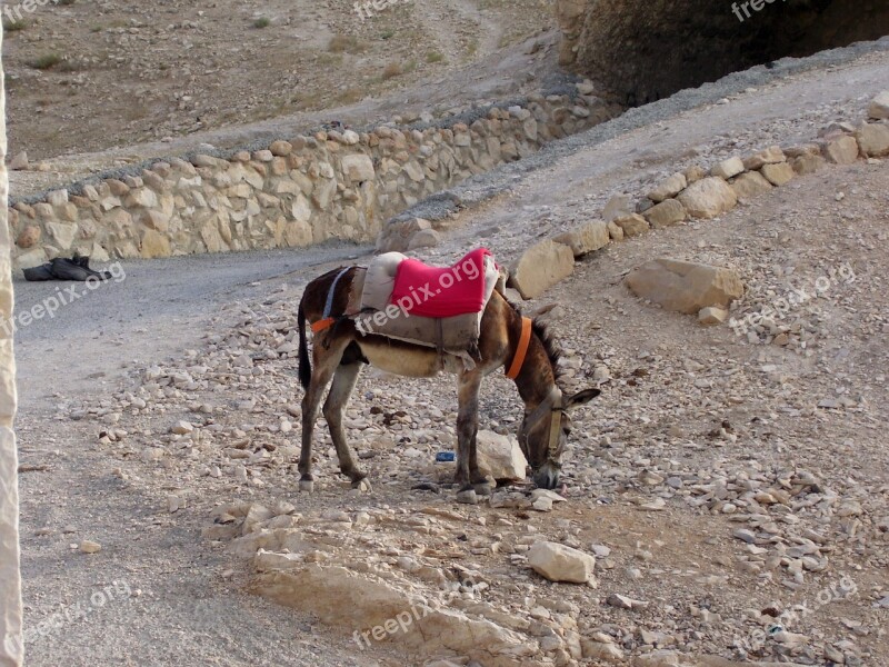 Desert Ass Way Israel Judah Desert