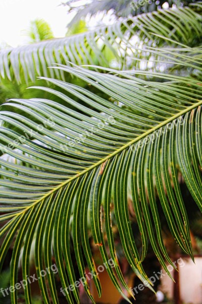 Palm Palm Fronds South Sea Caribbean Green