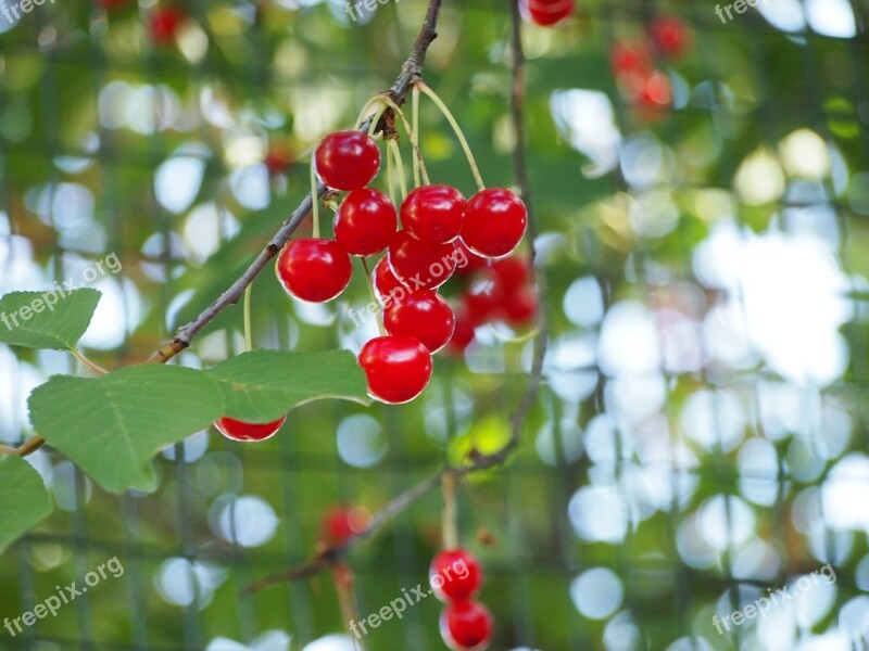 Red Cherries Fruit Cherry Food