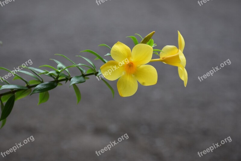 Yellow Bell Flower Buttercup Flower Golden Trumpet Flower Allamanda Caribbean