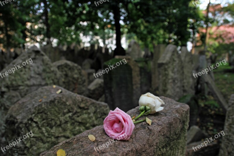 Cemetery Jewish Flower Tombstone Tomb