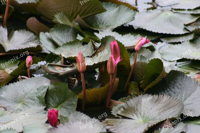 Lotus Flower Rosa Eastern Flowers