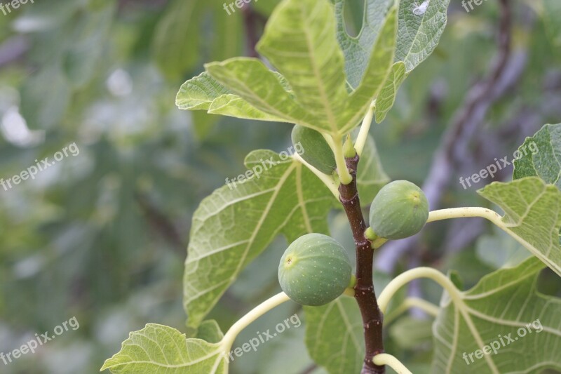 Fig Fruit Tree Food Fresh