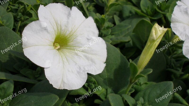 Petunia Flowers White Flowers Plant Natural