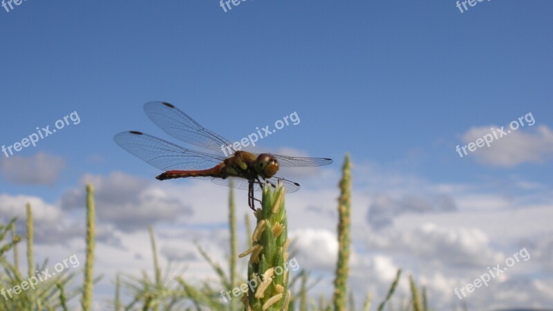 Dragonfly Insect Natural Summer Vacation Free Photos