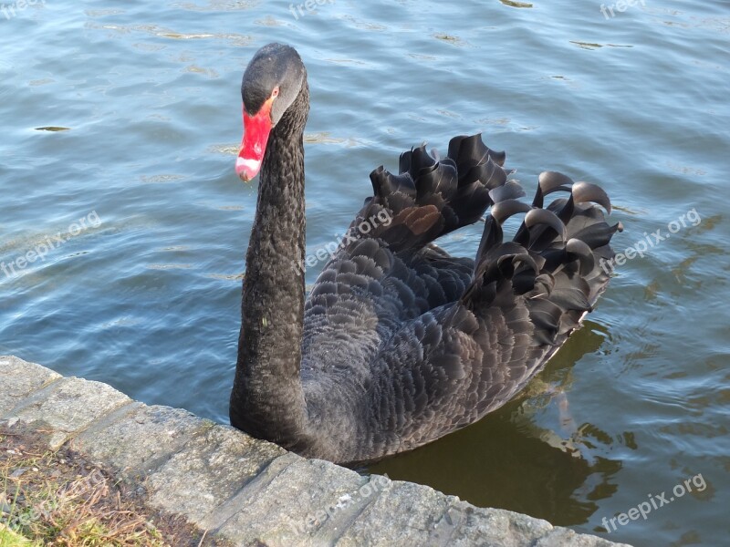 Black Swan Swan Animal Free Photos