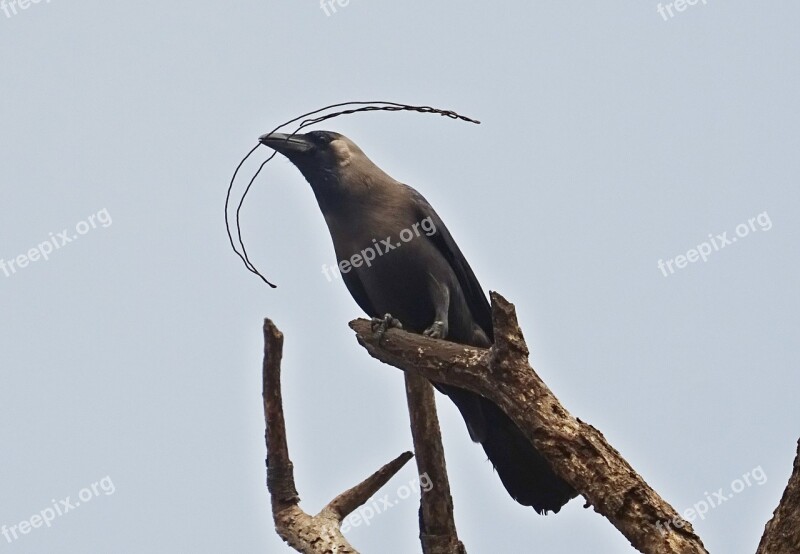 House Crow Crow Bird Aves Avian