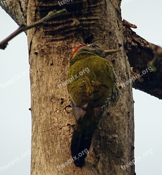 Streak-throated Woodpecker Bird Woodpecker Picus Xanthopygaeus Aves