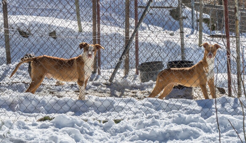 Dogs Snow Winter Animals Can