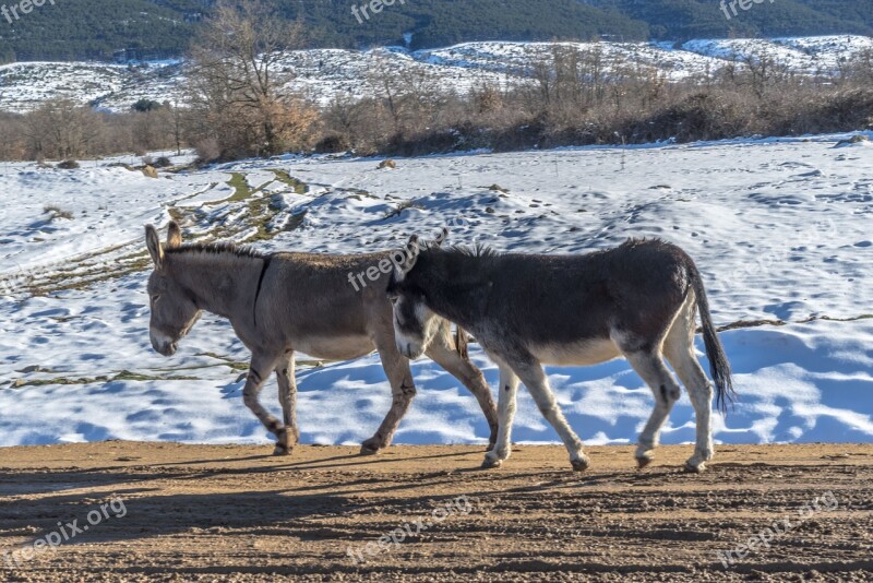 Donkey Donkeys Rural Road People Animal