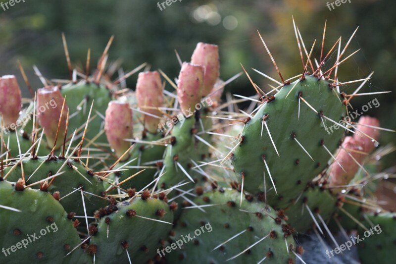 Cactus Plant Cacti Succulent Flower