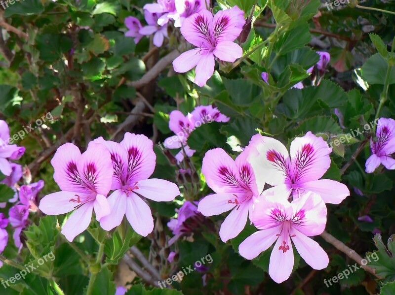 Geranium Pelargonium Pink Flowers Petals Rose Petals