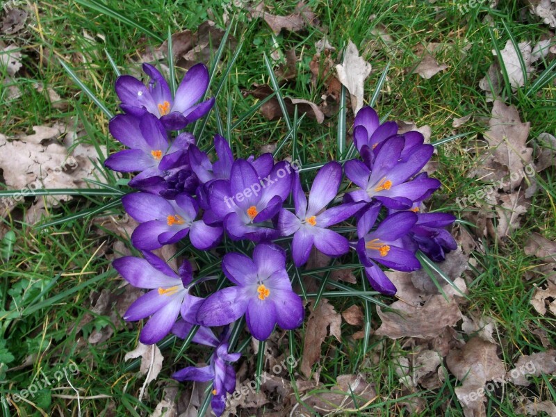 Crocus Iridaceae Purple Spring Plant