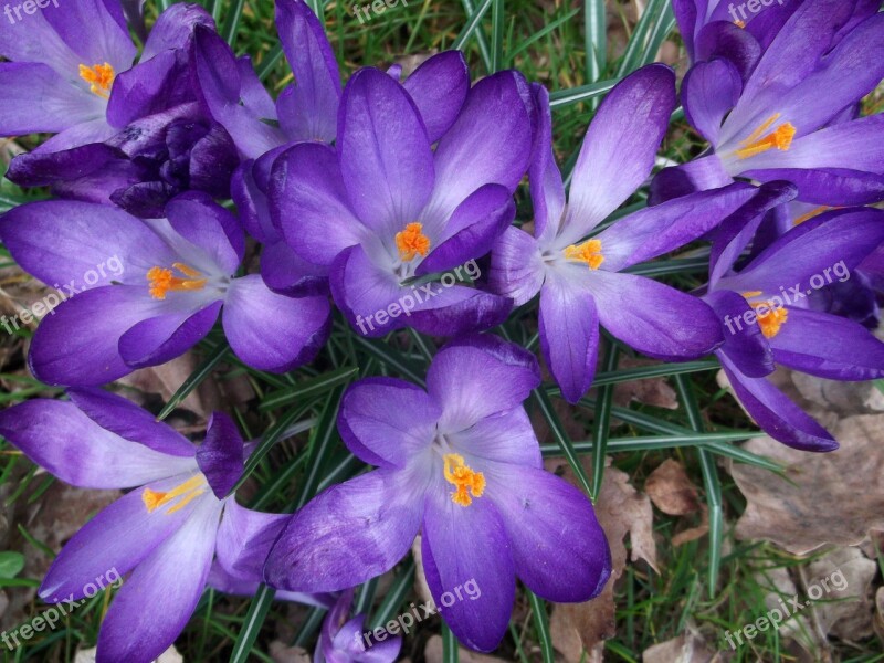 Crocus Iridaceae Purple Spring Plant