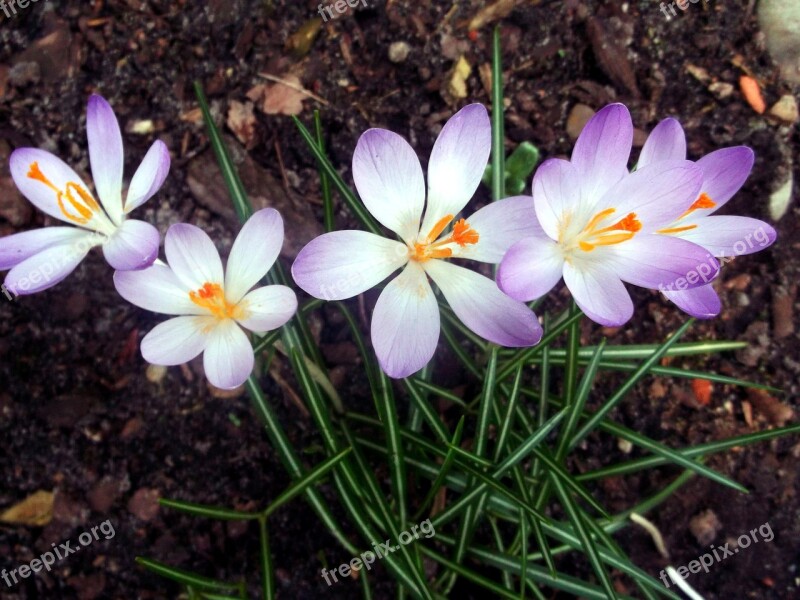 Crocus Iridaceae Purple Spring Plant