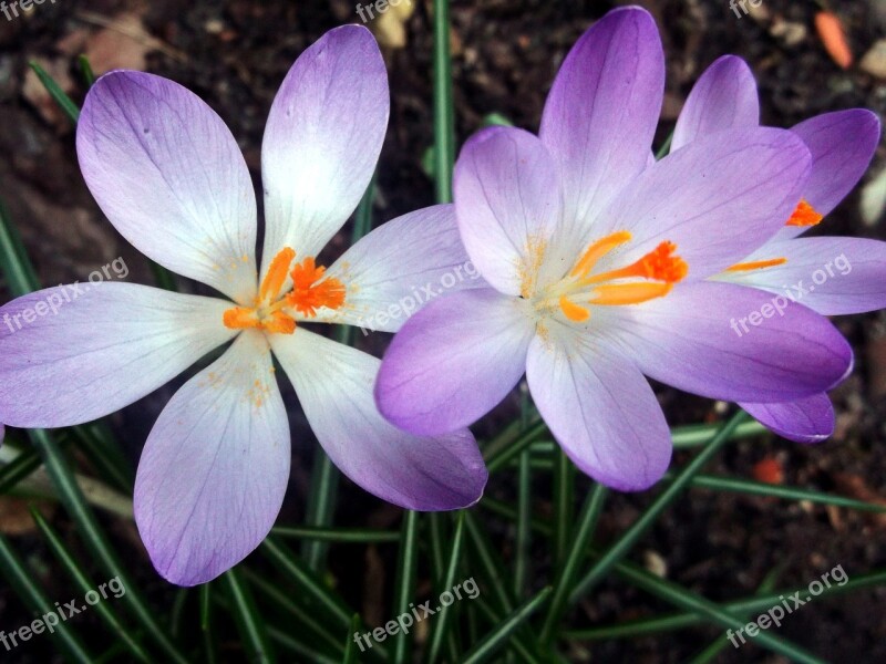 Crocus Iridaceae Purple Spring Plant