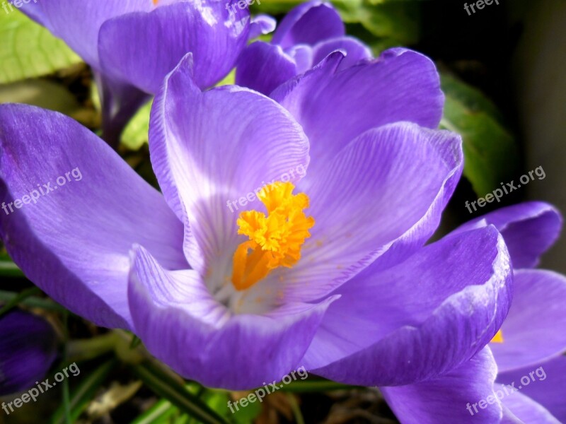 Crocus Flowers Spring Nature Plant