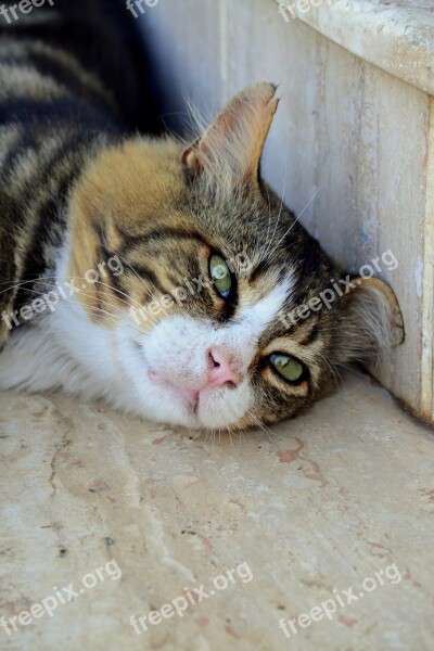 Cat Green Eye The Homeless Animal Portrait