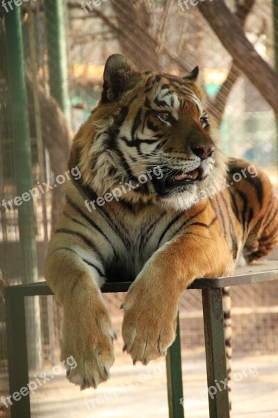 Tiger Zoo Wild Africa Feline