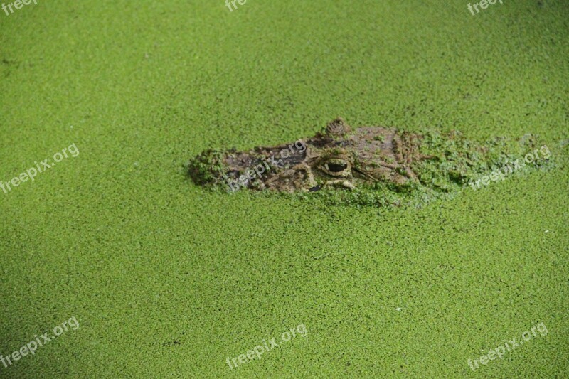 Crocodile Camouflage Reptile Free Photos