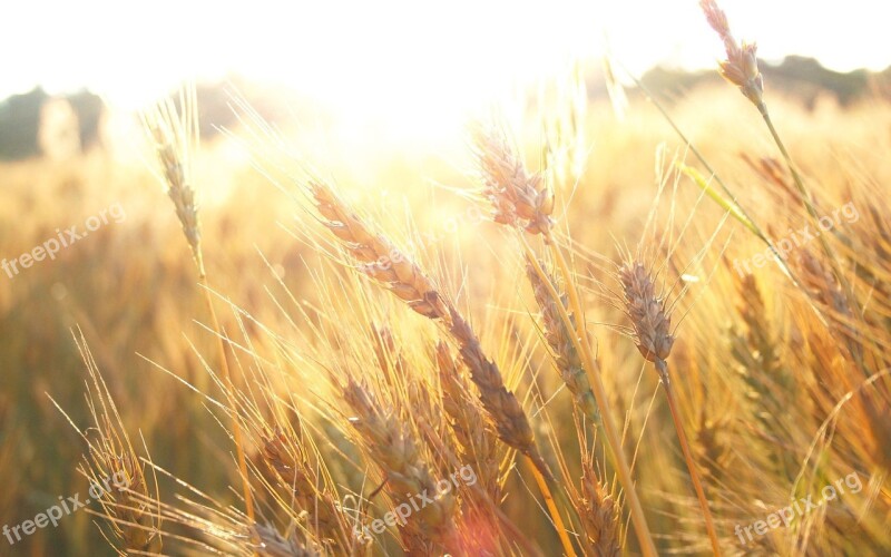 Field Wheatfield Sunrise Free Photos