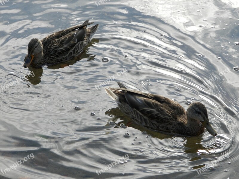 Wild Ducks Lake Water Free Photos