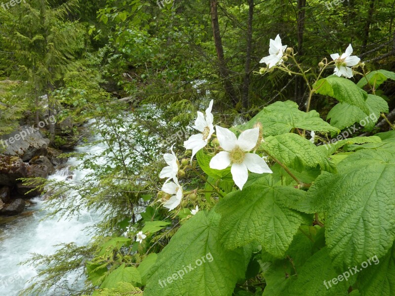 Blackberry Blossom Bloom Wild Flowers Watercourse