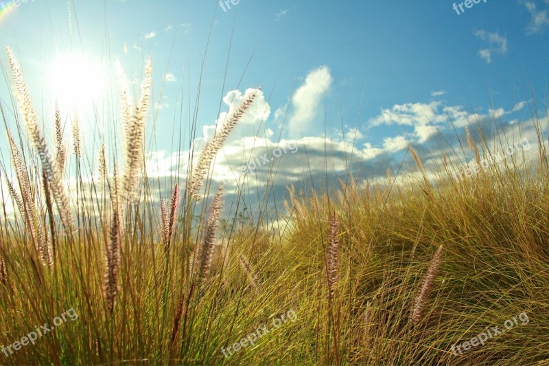 Grass Sunshine Summer Happiness Light