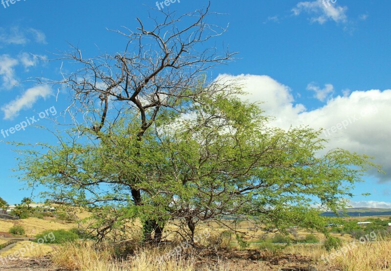 Lonely Tree Landscape Nature Sky