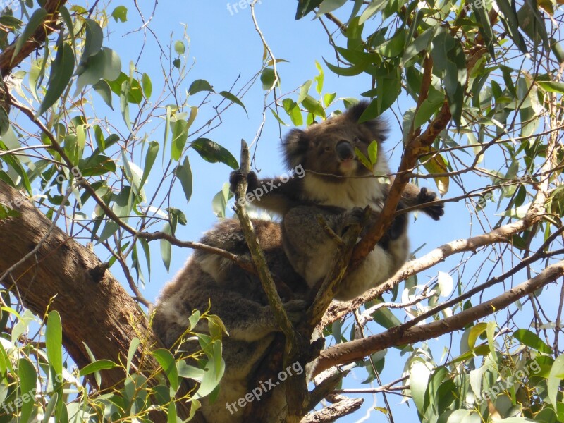 Koala Gumtree Australia Wildlife Aussie