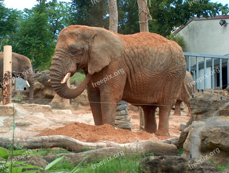 Elephant Animal Zoo Elephant Savanna Animals