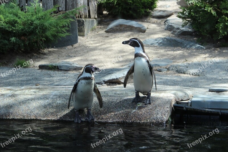 Penguins Zoo Water Nature Animal