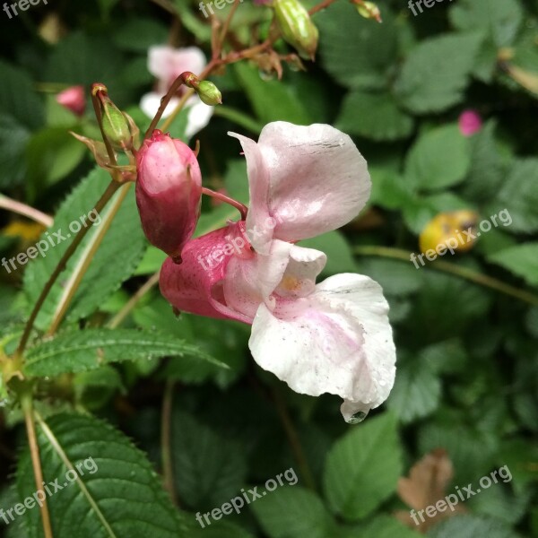 Balsam Wild Flowers Pink Blossom Bloom